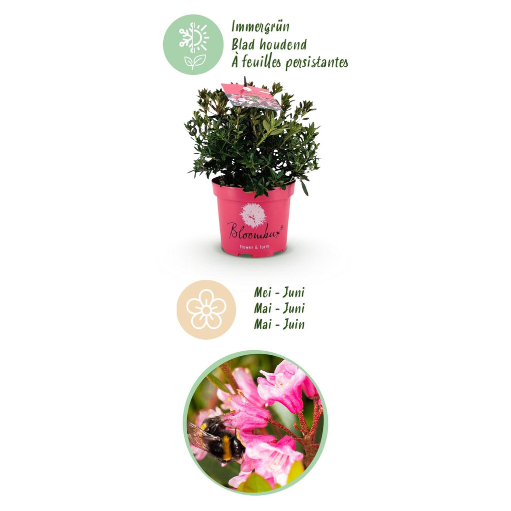 Rhododendron Bloombux Magenta – Zwerg-Rhododendron als Buchsbaum-Ersatz – Winterharte Gartenpflanze – 17cm ↕30-40cm