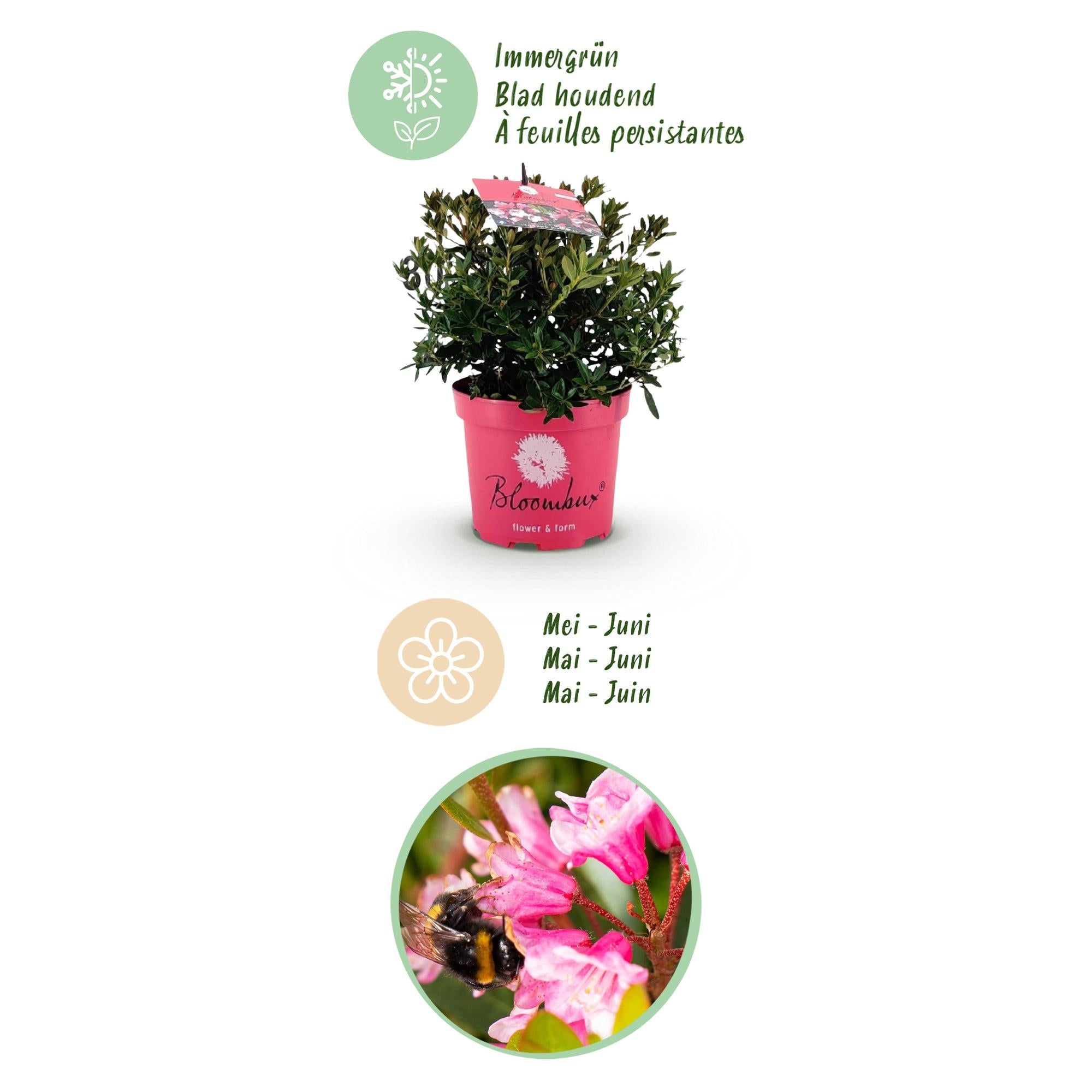Rhododendron Bloombux Magenta – Zwerg-Rhododendron als Buchsbaum-Ersatz – Winterharte Gartenpflanze – 17cm ↕30-40cm