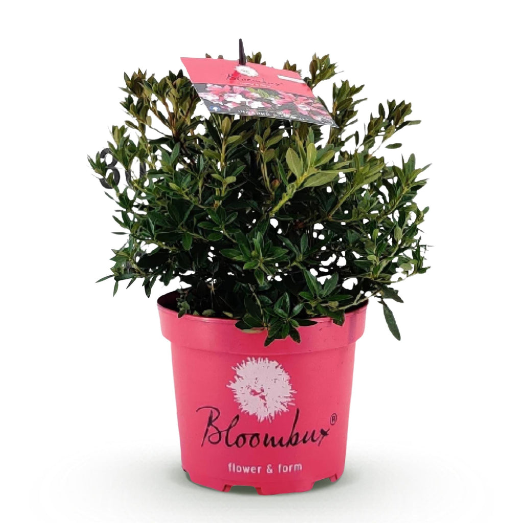 Rhododendron Bloombux Magenta – Zwerg-Rhododendron als Buchsbaum-Ersatz – Winterharte Gartenpflanze – 17cm ↕30-40cm