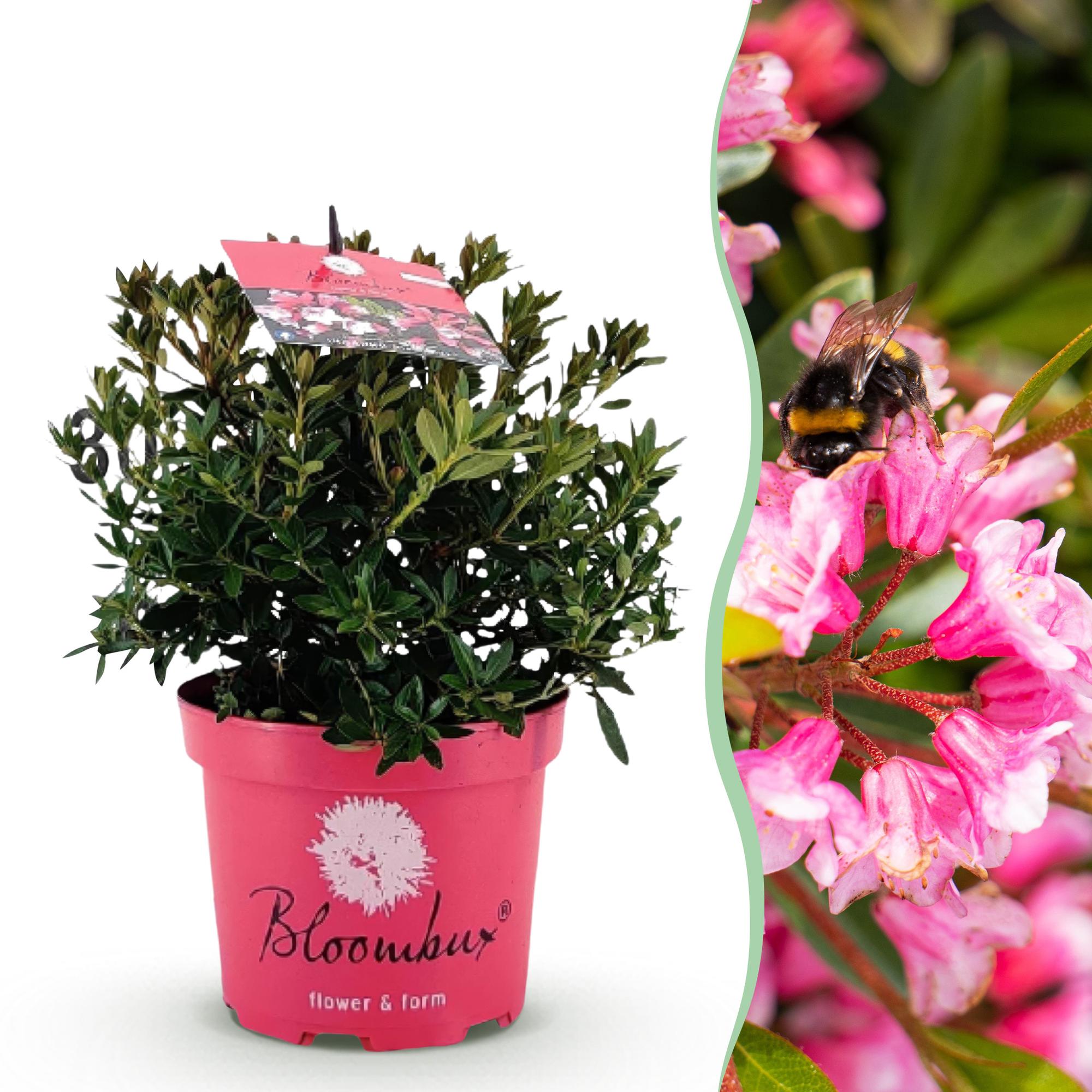Rhododendron Bloombux Magenta – Zwerg-Rhododendron als Buchsbaum-Ersatz – Winterharte Gartenpflanze – 17cm ↕30-40cm