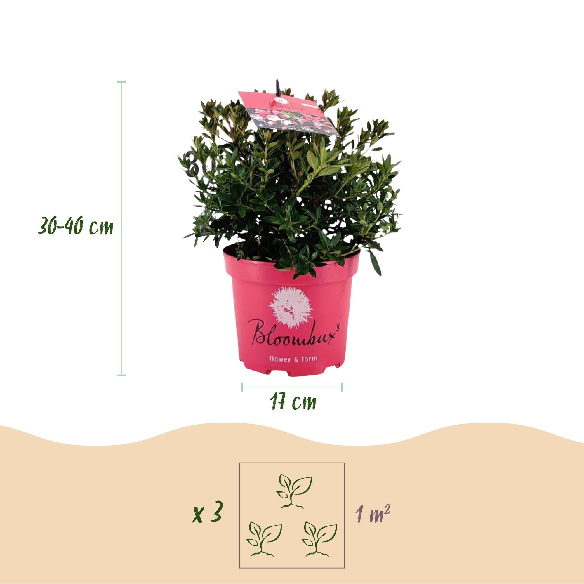 Rhododendron Bloombux Magenta – Zwerg-Rhododendron als Buchsbaum-Ersatz – Winterharte Gartenpflanze – 17cm ↕30-40cm