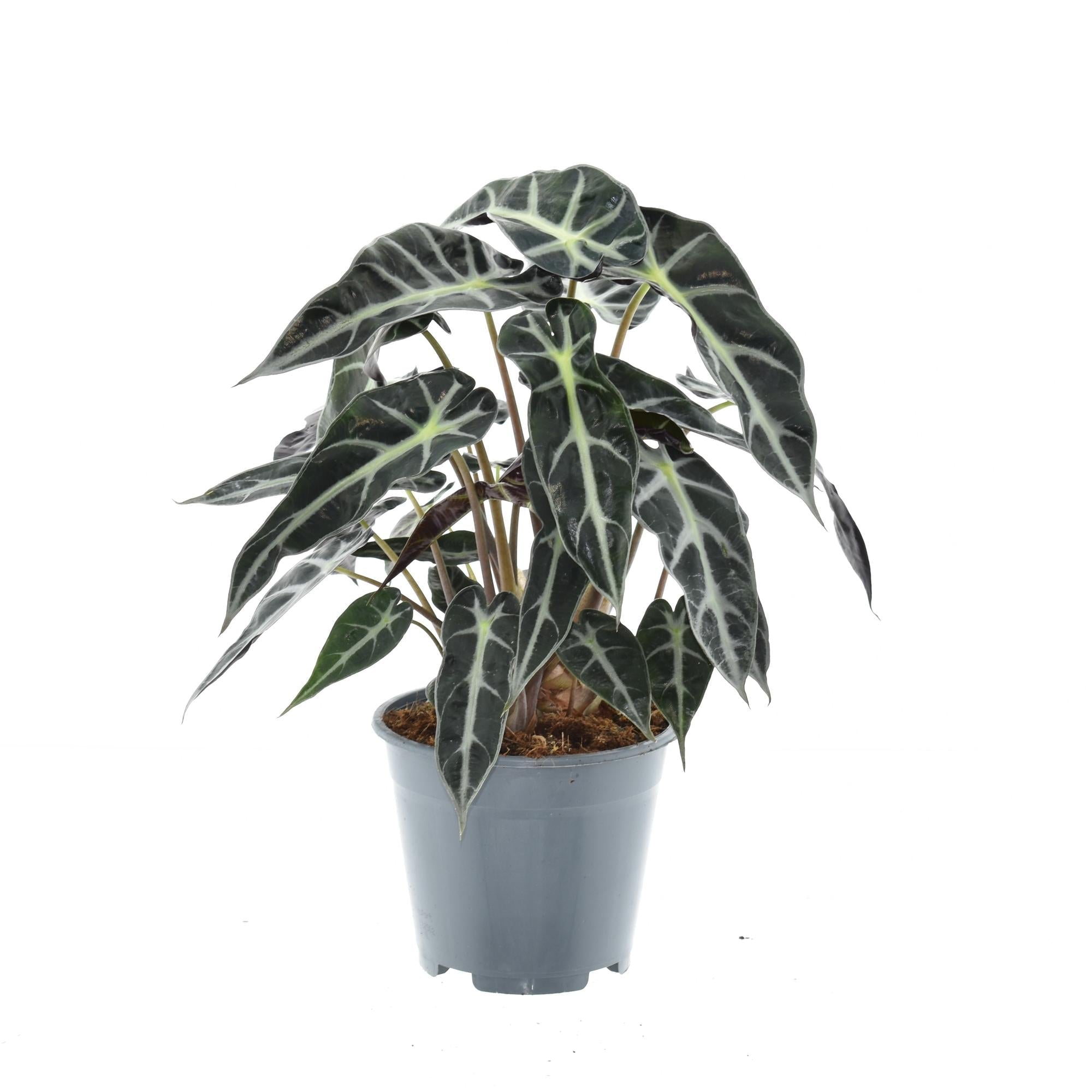 Alocasia Bambino Arrow – Zimmerpflanze – Ø14cm ca. 40cm hoch – Exotische Pfeilblattpflanze – Kompakt & dekorativ – Für helle Innenbereiche