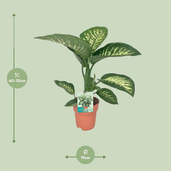 Dieffenbachia seguine Tropic Snow – Zimmerpflanze – Ø19cm – ↕70cm – immergrüne Blattschmuckpflanze mit gemusterten Blättern