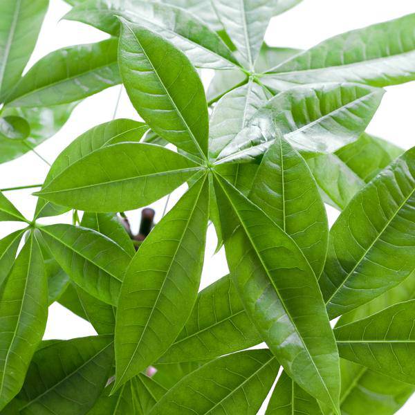 Pachira Aquatica 80cm – Glückskastanie Zimmerpflanze Ø21cm im naturfarbenen Seegras – Korb Sofia – Geldbaum mit geflochtenem Stamm