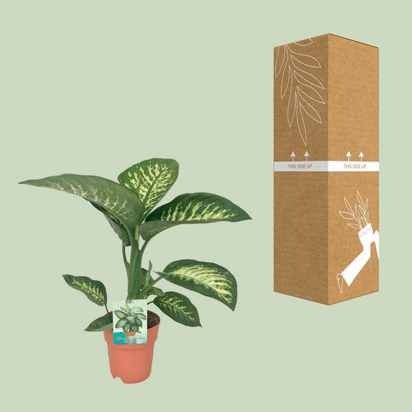 Dieffenbachia seguine Tropic Snow – Zimmerpflanze – Ø19cm – ↕70cm – immergrüne Blattschmuckpflanze mit gemusterten Blättern