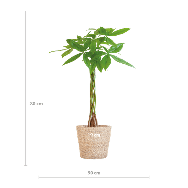 Pachira Aquatica 80cm – Glückskastanie Zimmerpflanze Ø21cm im naturfarbenen Seegras – Korb Sofia – Geldbaum mit geflochtenem Stamm