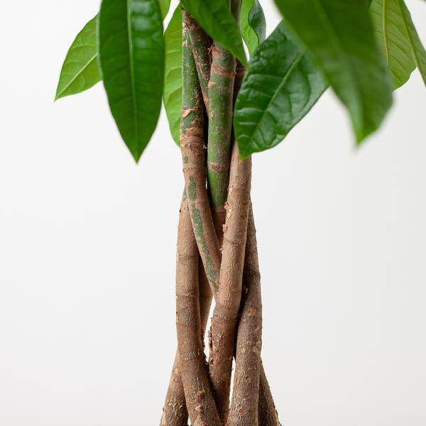 Pachira Aquatica 80cm – Glückskastanie Zimmerpflanze Ø21cm im naturfarbenen Seegras – Korb Sofia – Geldbaum mit geflochtenem Stamm
