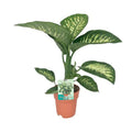 Dieffenbachia seguine Tropic Snow – Zimmerpflanze – Ø19cm – ↕70cm – immergrüne Blattschmuckpflanze mit gemusterten Blättern