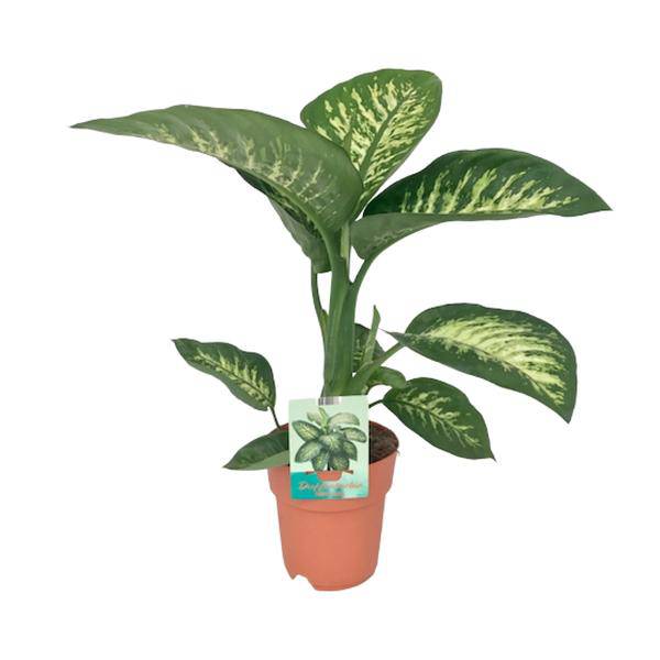 Dieffenbachia seguine Tropic Snow – Zimmerpflanze – Ø19cm – ↕70cm – immergrüne Blattschmuckpflanze mit gemusterten Blättern