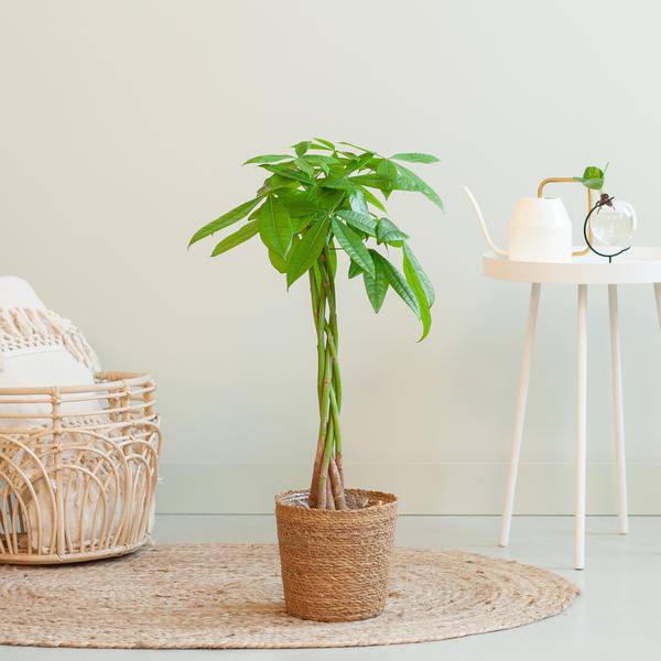 Pachira Aquatica 80cm – Glückskastanie Zimmerpflanze Ø21cm im naturfarbenen Seegras – Korb Sofia – Geldbaum mit geflochtenem Stamm