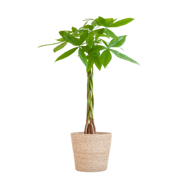 Pachira Aquatica 80cm – Glückskastanie Zimmerpflanze Ø21cm im naturfarbenen Seegras – Korb Sofia – Geldbaum mit geflochtenem Stamm