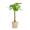 Pachira Aquatica 80cm – Glückskastanie Zimmerpflanze Ø21cm im naturfarbenen Seegras – Korb Sofia – Geldbaum mit geflochtenem Stamm