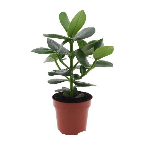 Clusia rosea Princess – Balsamapfel – Ø12cm – ↕15cm – Dekorative Zimmerpflanze mit glänzenden Blättern – Pflegeleicht & luftreinigend – Autogrammbaum